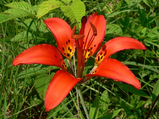 {Lilium philadelphicum}